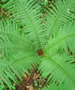 Future Forests More Dryopteris Affinis