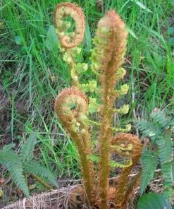 Future Forests More Dryopteris Affinis