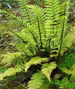 Future Forests More Dryopteris Atrata
