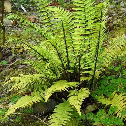 Future Forests More Dryopteris Atrata 3 Future Forests More Dryopteris Atrata