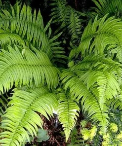 Future Forests More Dryopteris Atrata