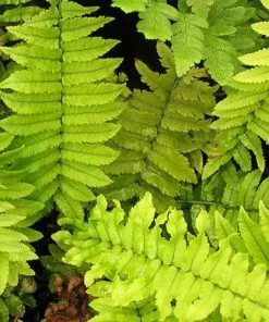 Future Forests More Dryopteris Atrata 8 Future Forests More Dryopteris Atrata