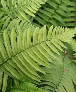 Future Forests More Dryopteris Atrata 9 Future Forests More Dryopteris Atrata