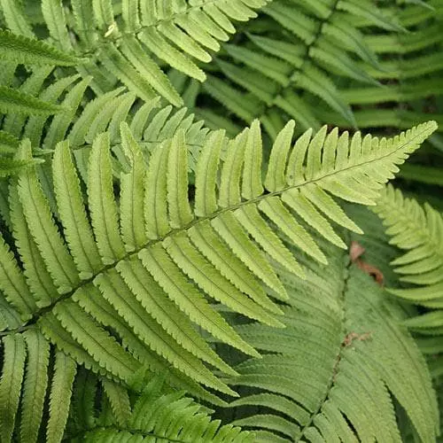 Future Forests More Dryopteris Atrata 6 Future Forests More Dryopteris Atrata