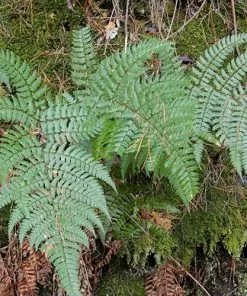 Future Forests Dryopteris Championii