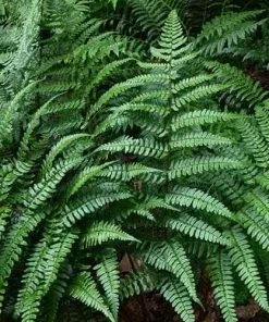 Future Forests Dryopteris Championii