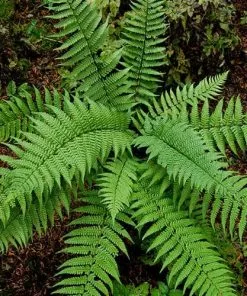 Future Forests Dryopteris Championii