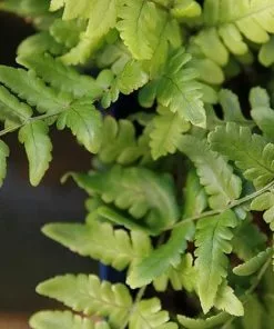 Future Forests Dryopteris Championii