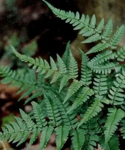 Future Forests Dryopteris Championii