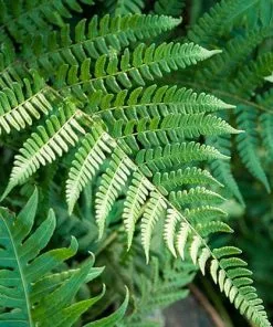 Future Forests Dryopteris Championii