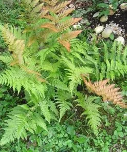 Future Forests More Dryopteris Erythrosora