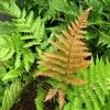 Future Forests More Dryopteris Erythrosora