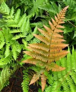 Future Forests More Dryopteris Erythrosora