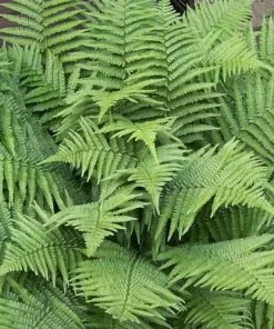 Future Forests Dryopteris Filix-mas