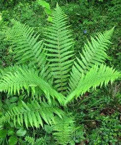 Future Forests Dryopteris Filix-mas