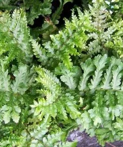 Future Forests More Dryopteris Filix-mas Cristata