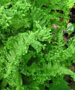 Future Forests More Dryopteris Filix-mas Cristata