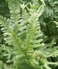 Future Forests More Dryopteris Filix-mas Cristata