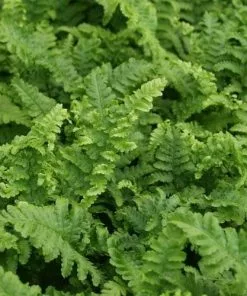 Future Forests More Dryopteris Filix-mas Cristata