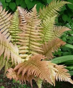 Future Forests Dryopteris Lepidopoda More