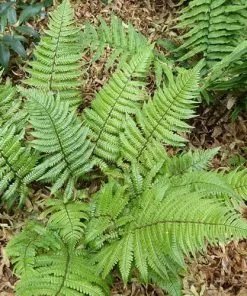 Future Forests Dryopteris Lepidopoda More