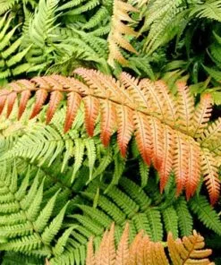 Future Forests Dryopteris Lepidopoda More