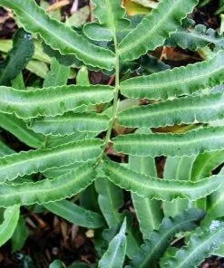 Future Forests Dryopteris Sieboldii