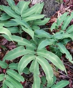 Future Forests Dryopteris Sieboldii