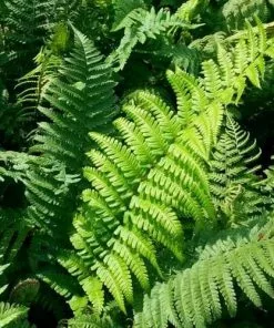 Future Forests Dryopteris Wallichiana More