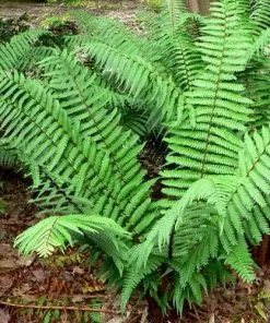 Future Forests Dryopteris Wallichiana More