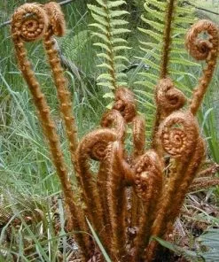 Future Forests Dryopteris Wallichiana More