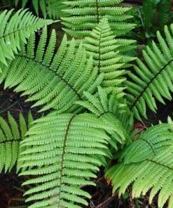 Future Forests Dryopteris Wallichiana More