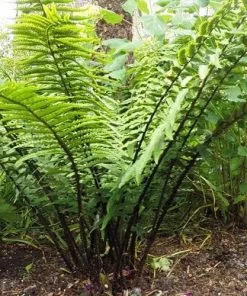 Future Forests Dryopteris Wallichiana More