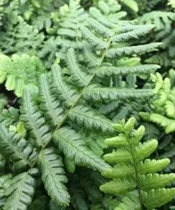 Future Forests Dryopteris Wallichiana More