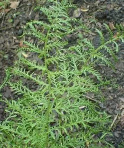 Future Forests Dryopteris Filix-mas Linearis Polydactyla