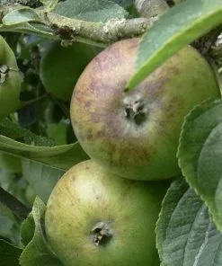 Future Forests Apple Dunkerton Late Sweet Fruit