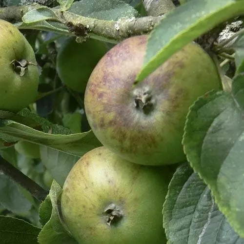 Future Forests Apple Dunkerton Late Sweet Fruit 3 Future Forests Apple Dunkerton Late Sweet Fruit