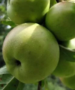 Future Forests Apple Dunkerton Late Sweet Fruit