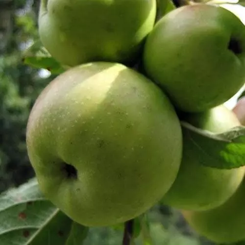 Future Forests Apple Dunkerton Late Sweet Fruit 4 Future Forests Apple Dunkerton Late Sweet Fruit