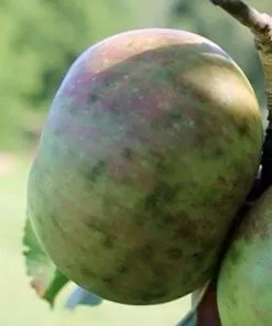 Future Forests Apple Dunkerton Late Sweet Fruit