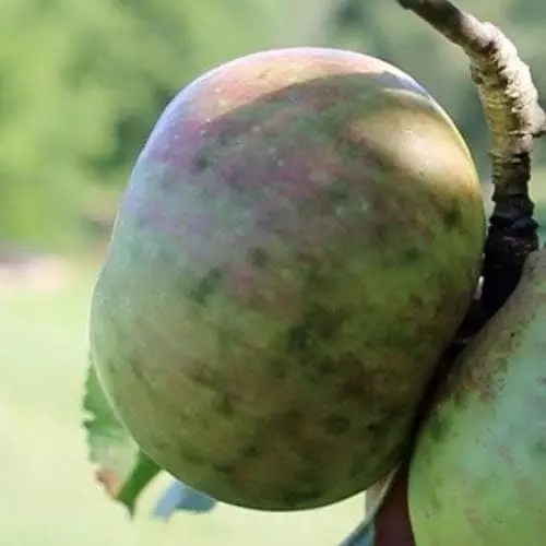 Future Forests Apple Dunkerton Late Sweet Fruit 7 Future Forests Apple Dunkerton Late Sweet Fruit