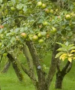 Future Forests Apple Dunkerton Late Sweet Fruit