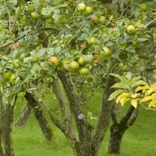 Future Forests Apple Dunkerton Late Sweet Fruit 5 Future Forests Apple Dunkerton Late Sweet Fruit