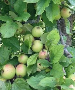 Future Forests Apple Dunkerton Late Sweet Fruit