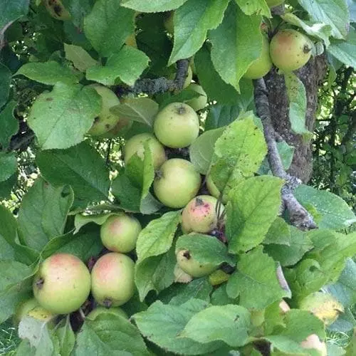 Future Forests Apple Dunkerton Late Sweet Fruit 6 Future Forests Apple Dunkerton Late Sweet Fruit