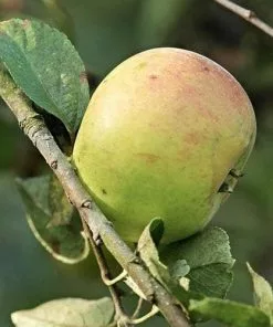 Future Forests Apple Dunkerton Late Sweet Fruit