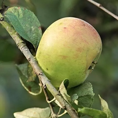 Future Forests Apple Dunkerton Late Sweet Fruit 8 Future Forests Apple Dunkerton Late Sweet Fruit