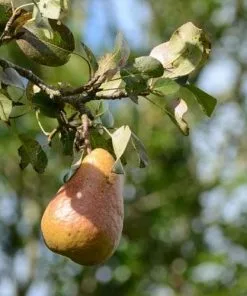 Future Forests Pear Durondeau