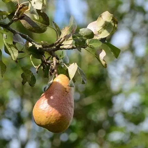 Future Forests Pear Durondeau 4 Future Forests Pear Durondeau