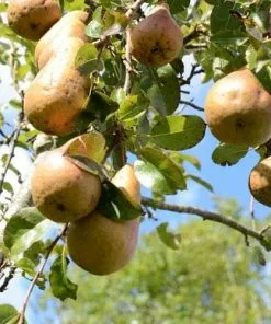 Future Forests Pear Durondeau